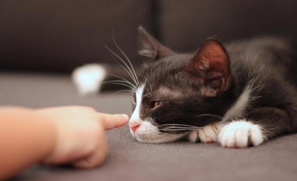 Une maison saine : un remède aux allergies ?