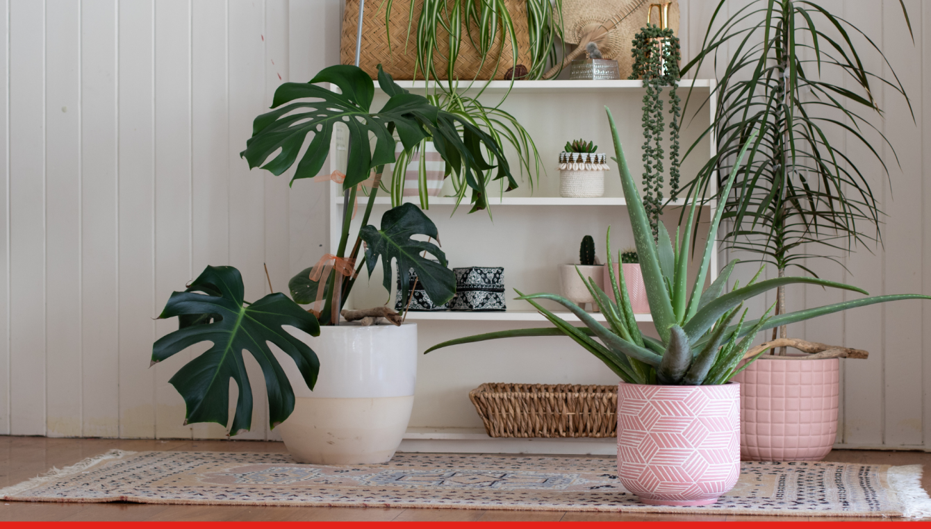 6 bons gestes à connaître pour limiter la pollution de l’air intérieur