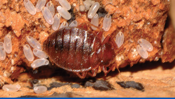 Conseils pour la désinfestation de punaises de lit à la vapeur