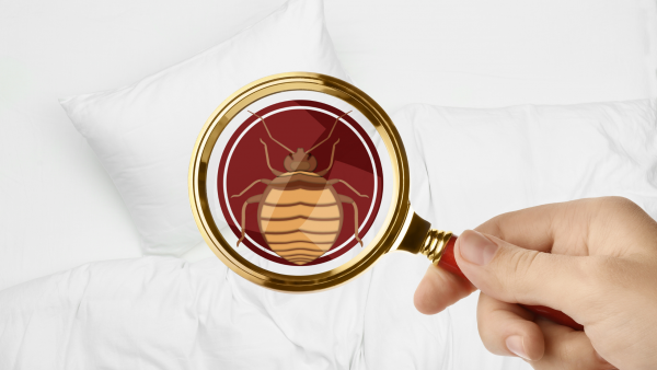 Comment éradiquer les punaises de lit avec la vapeur sèche ?