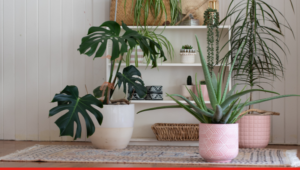 6 bons gestes à connaître pour limiter la pollution de l’air intérieur