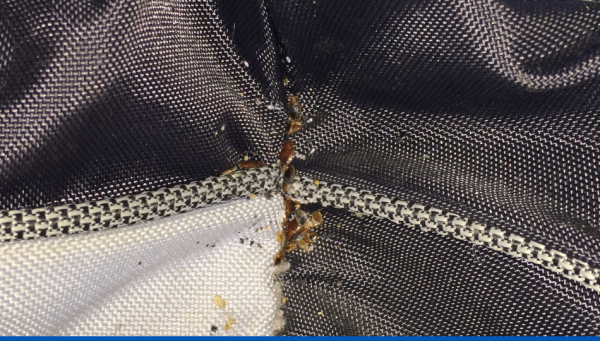 Comment éliminer efficacement les punaises de lit ?