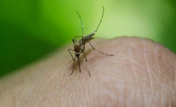 5 remèdes naturels pour soulager les piqûres dinsectes