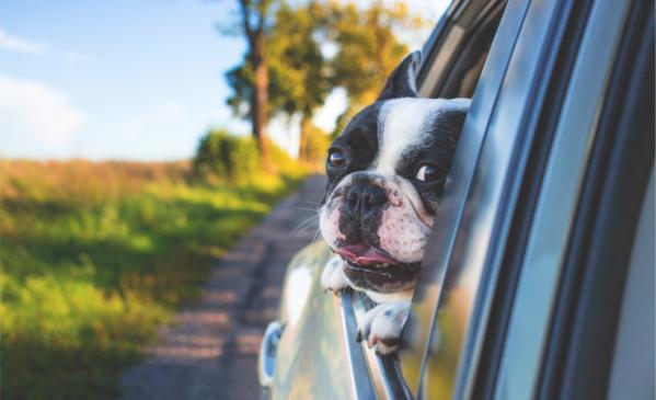 Comment voyager avec votre chien ?